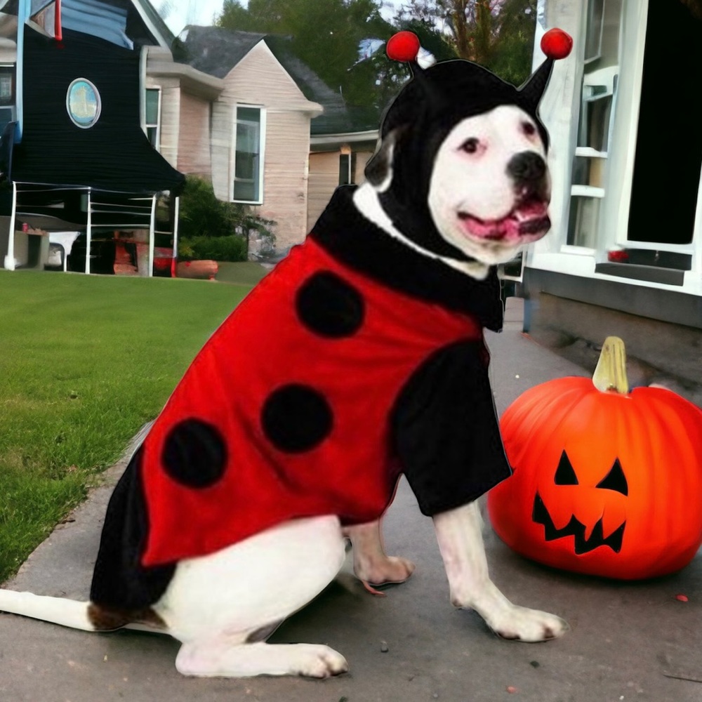 Target ladybug dog Halloween costume